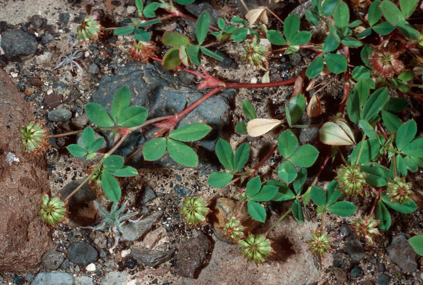 Trifolium palmeri, South Mesa, Guadalupe Island