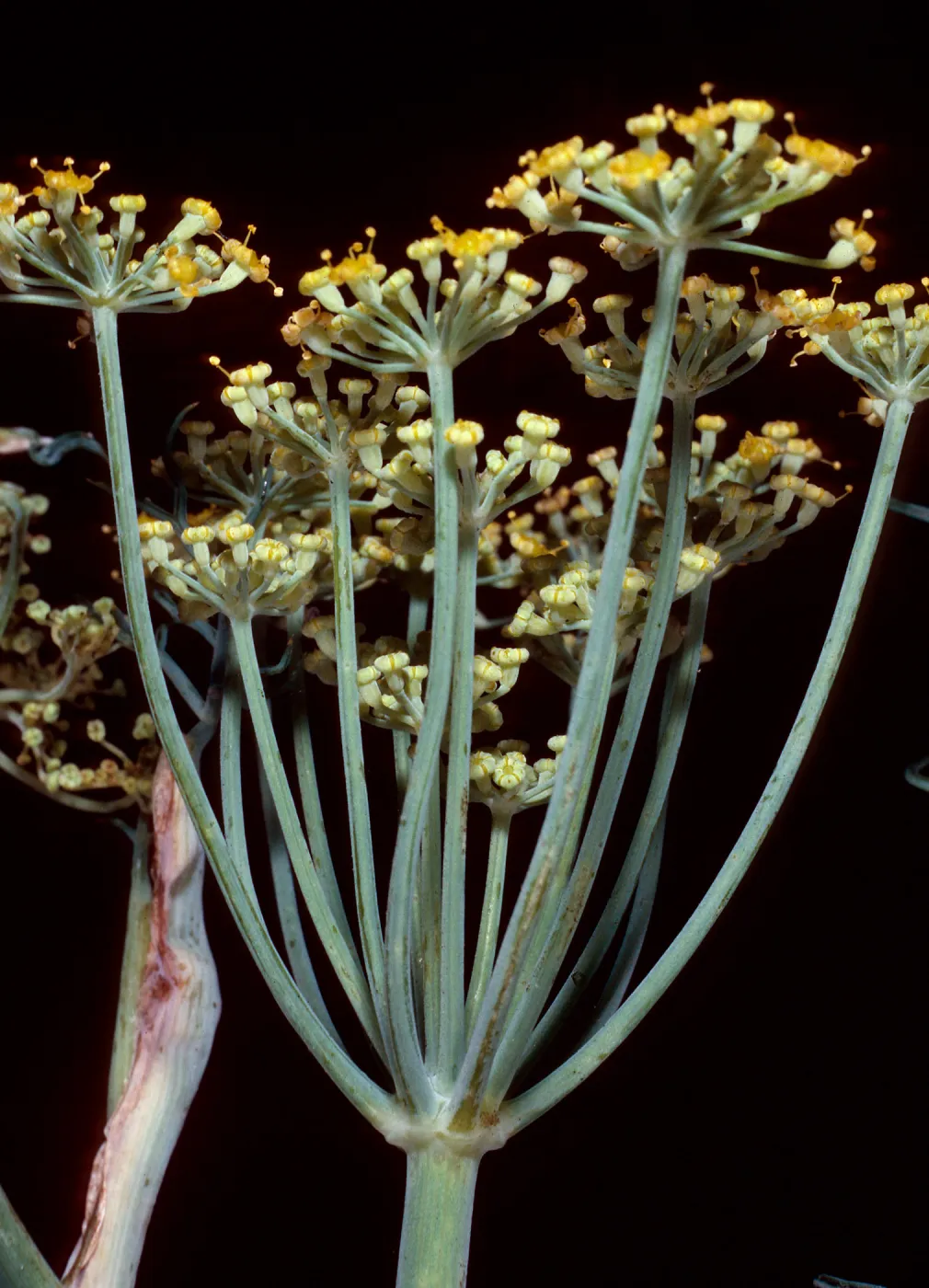 Foeniculum, Fennel, Tunnel Trail, note: used in Santa Barbara Magazine, Santa Barbara County