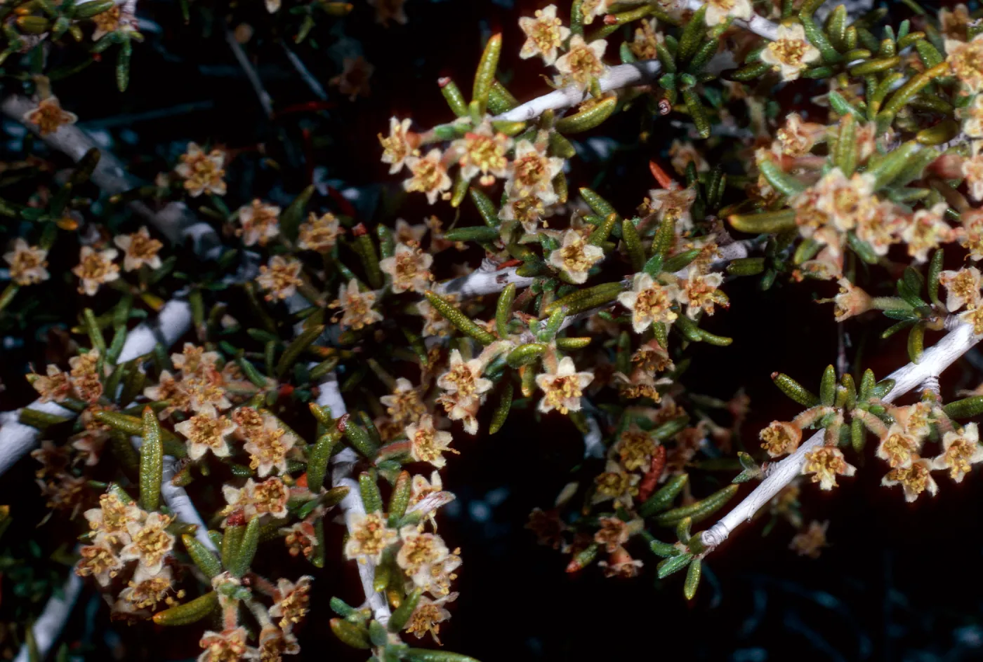 Cercoparpus intricatus , Keystone Canyon, New York Mountains, San Bernardino County