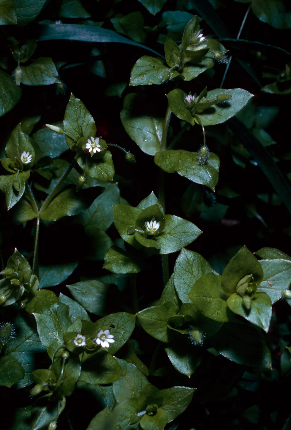 Stellaria media, Calle Poniente, Santa Barbara County, note: used in Santa Barbara Magazine, Weeds, 1964