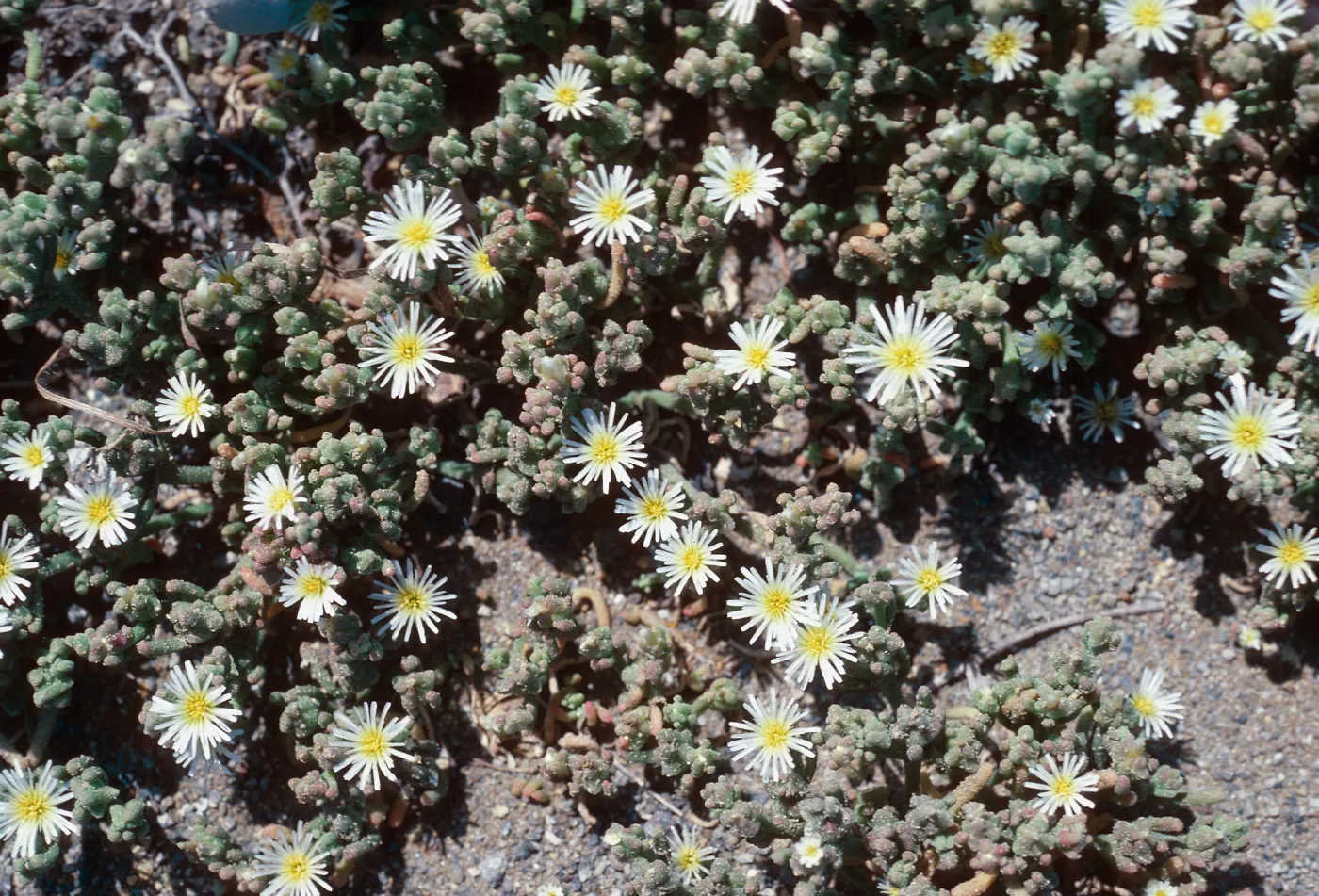 Mesembryanthemum nodoflorum, East Anacapa Island