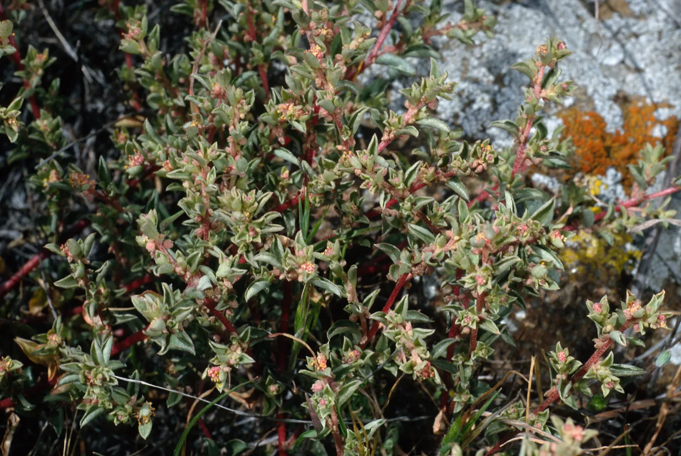 Atriplex pacifica, West Anacapa Island
