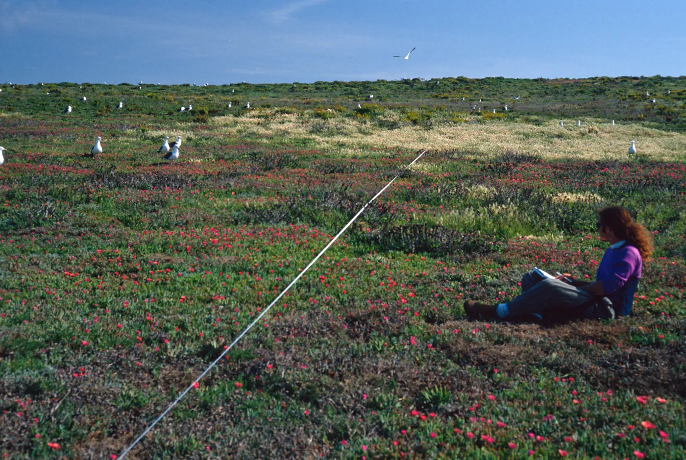 Transect #5, looking South, East Anacapa Island