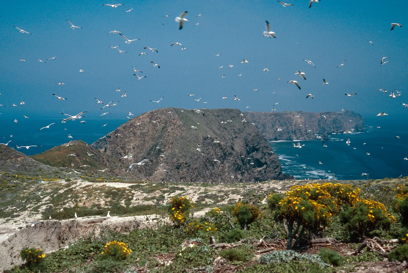gulls, terrace, Middle Anacapa Island