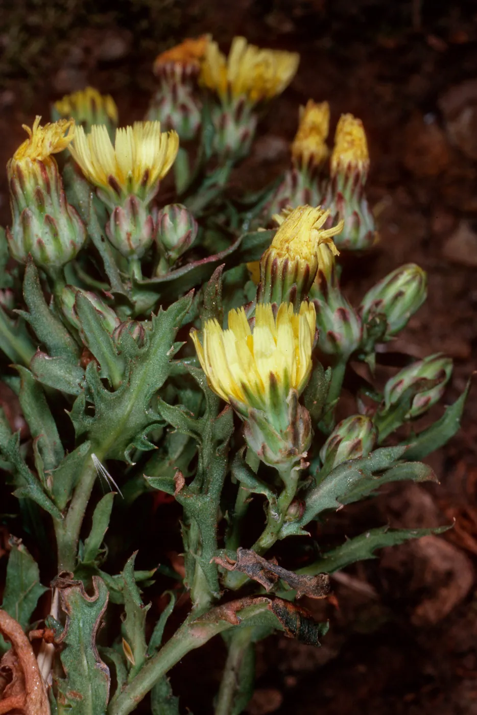 Malacothrix squalida, Middle Anacapa Island