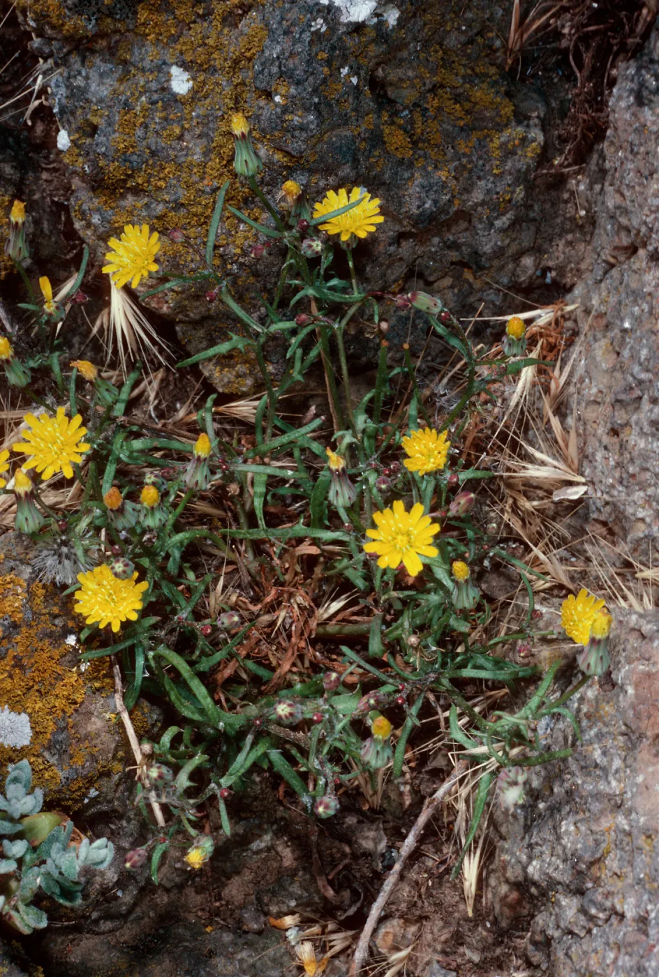 Malacothrix junakii, Sea Arch peninsula, Middle Anacapa Island