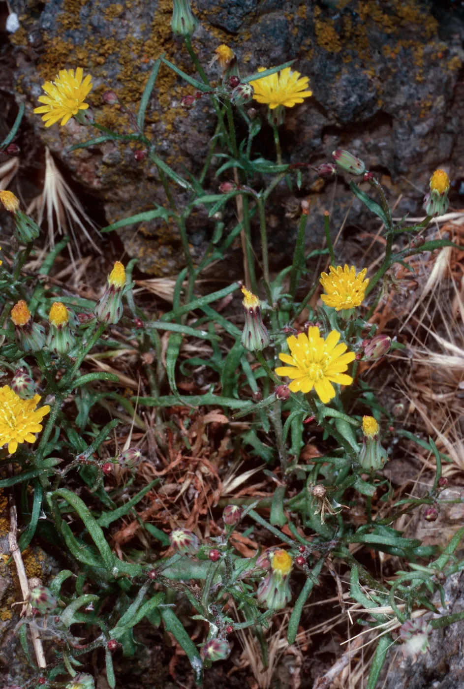 Malacothrix junakii, Sea Arch peninsula, Middle Anacapa Island