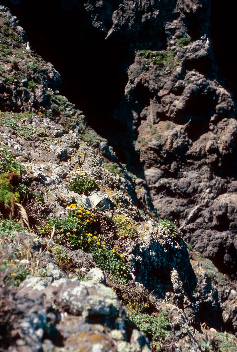 Malacothrix habitat, Sea Arch peninsula, Middle Anacapa Island