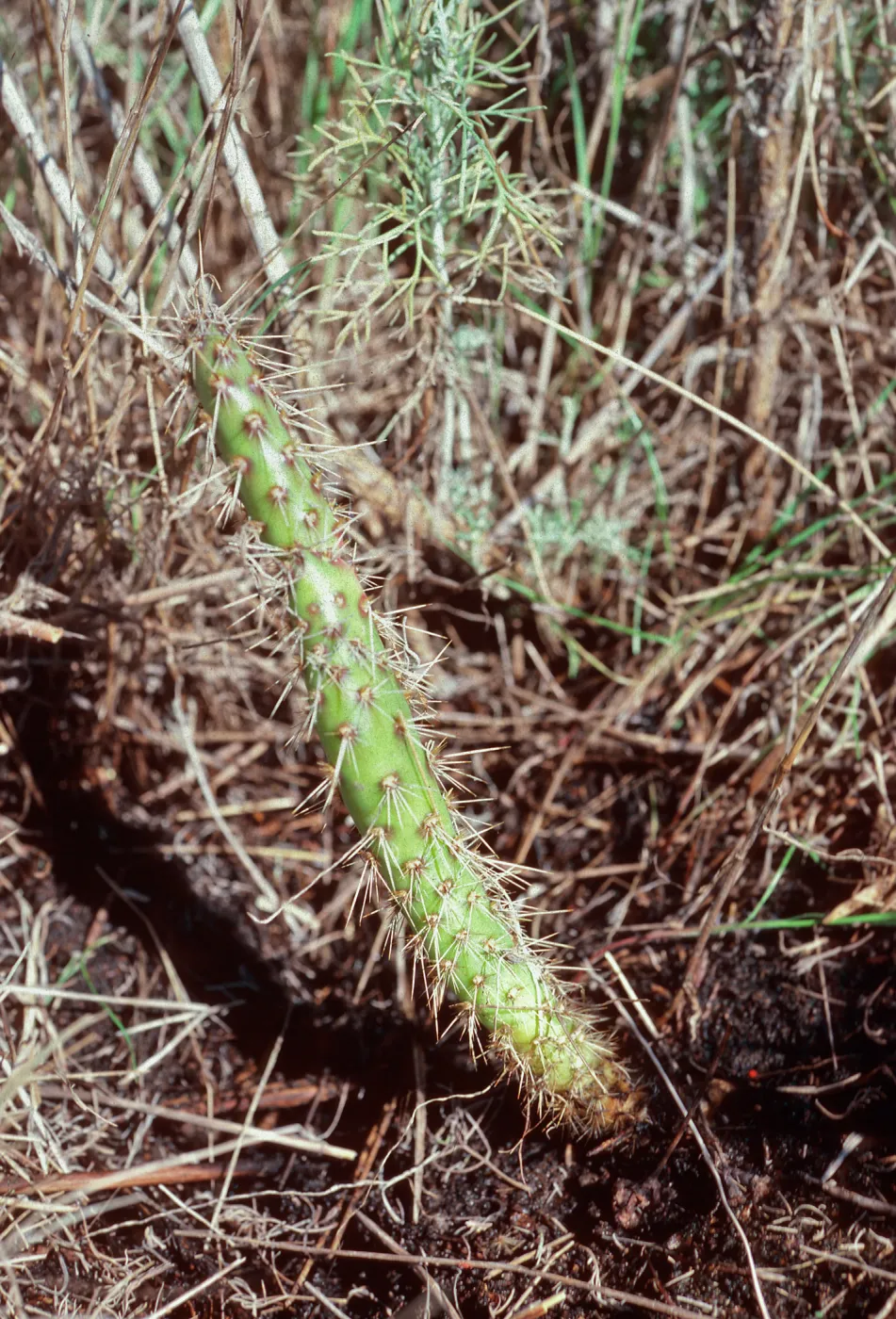Opuntia (Prickly-pear) seedling, West Anacapa Island
