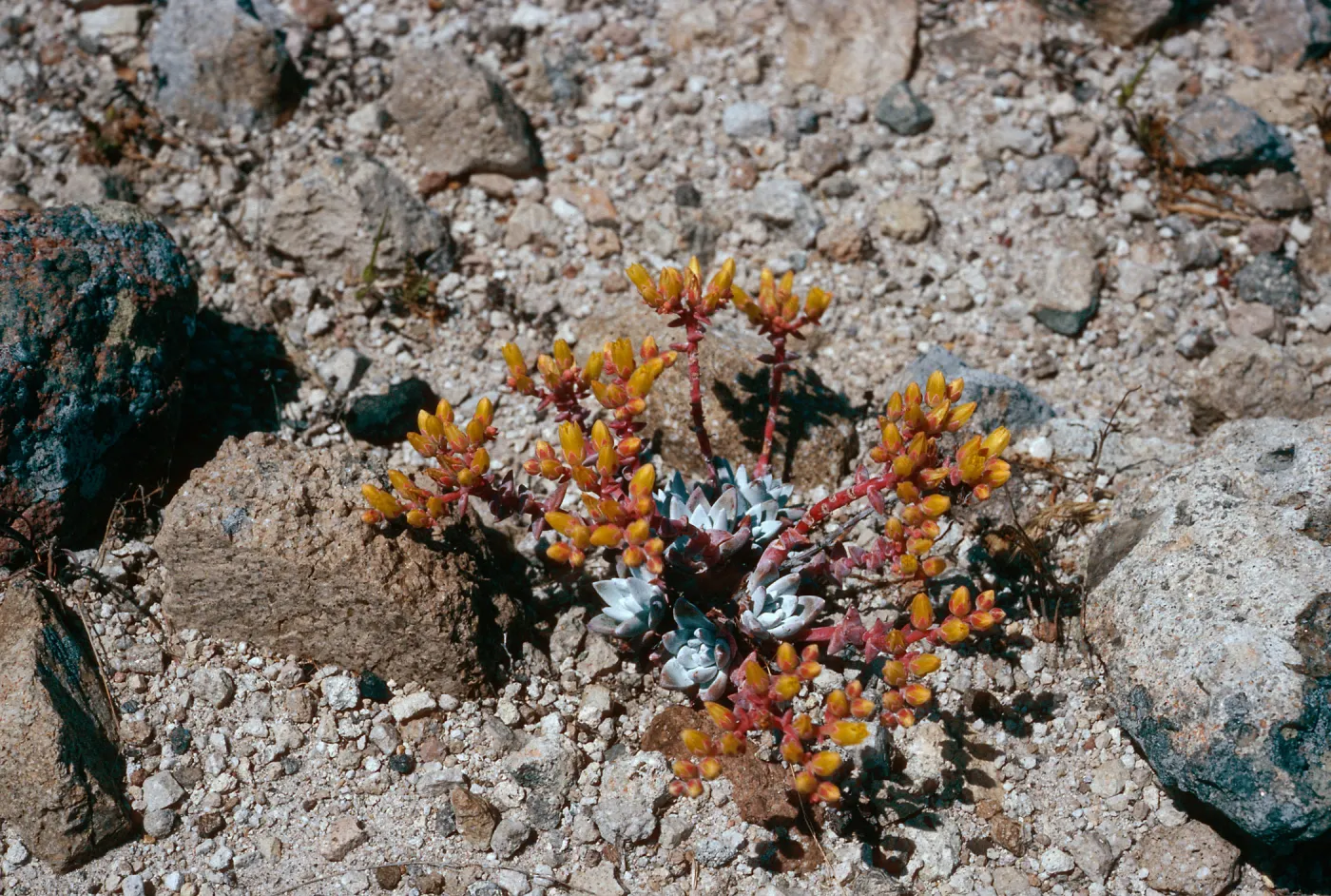 Dudleya greenei nana, East Point, Santa Rosa Island