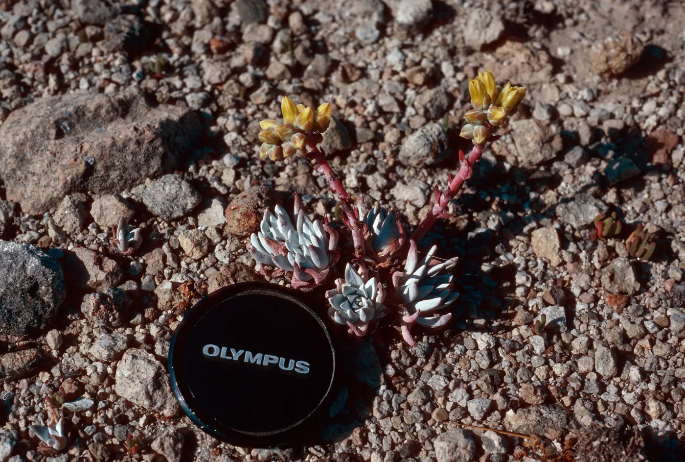 Dudleya greenei f. nana, East Point, Santa Rosa Island