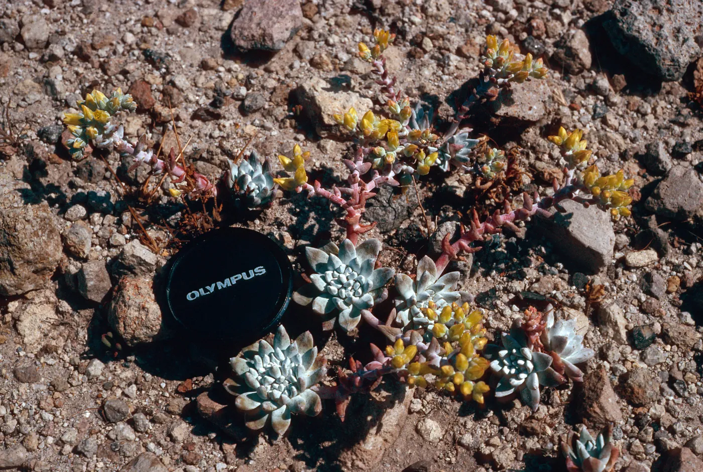 Dudleya greenei f. nana, East Point, Santa Rosa Island