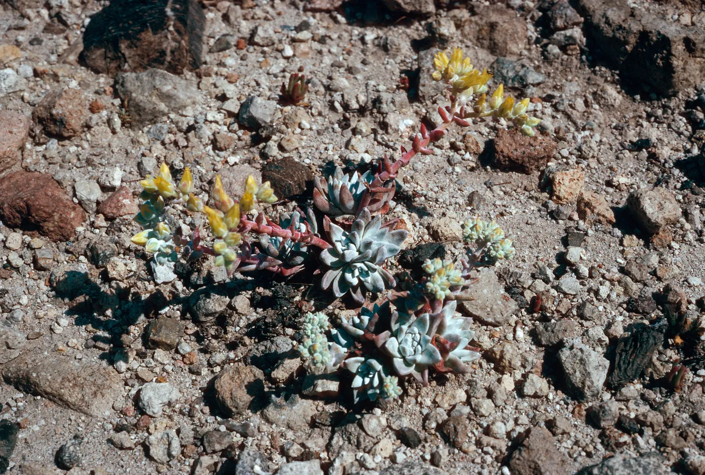 Dudleya greenei f. nana, East Point, Santa Rosa Island