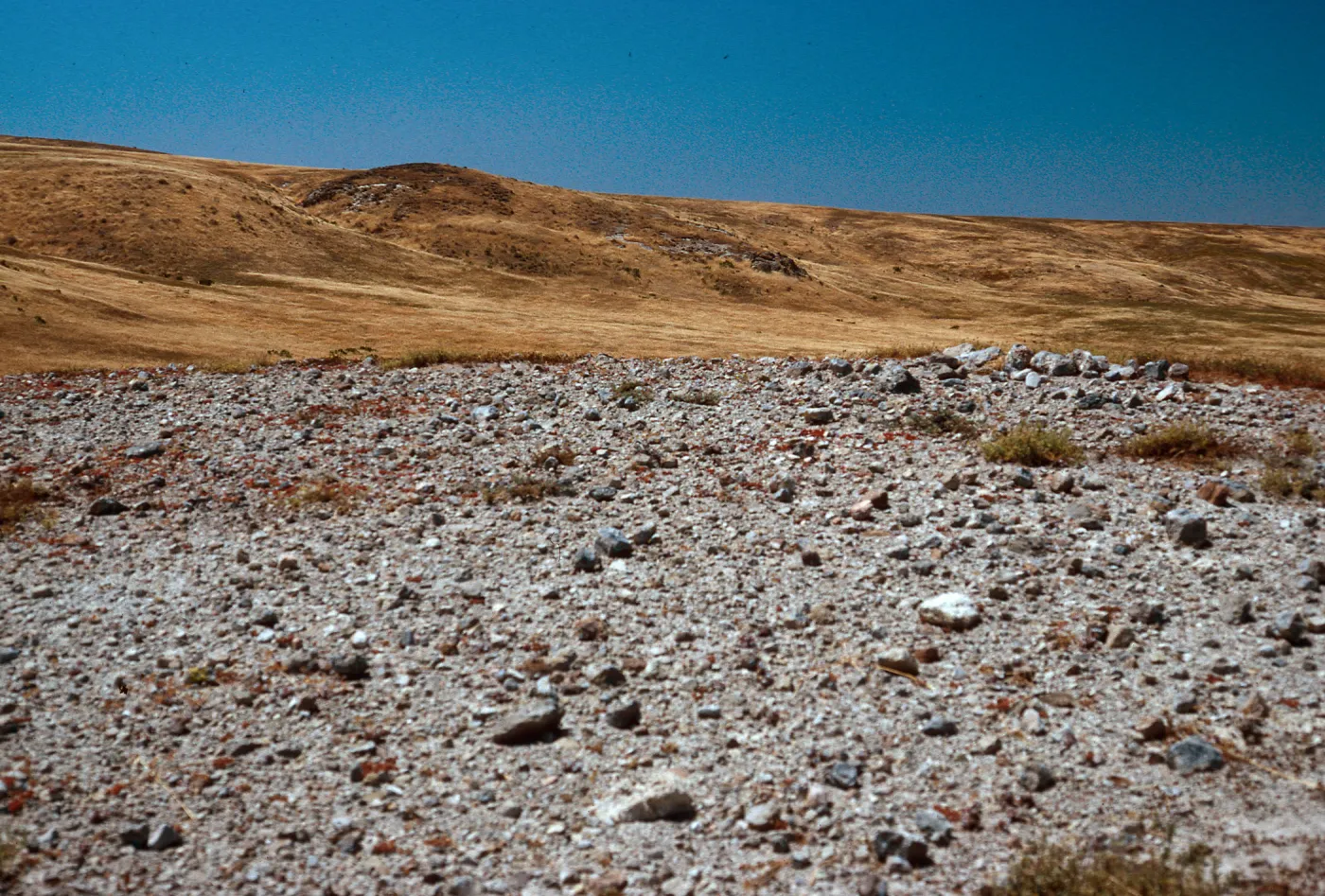 Dudleya greenei habitat, East Point, Santa Rosa Island