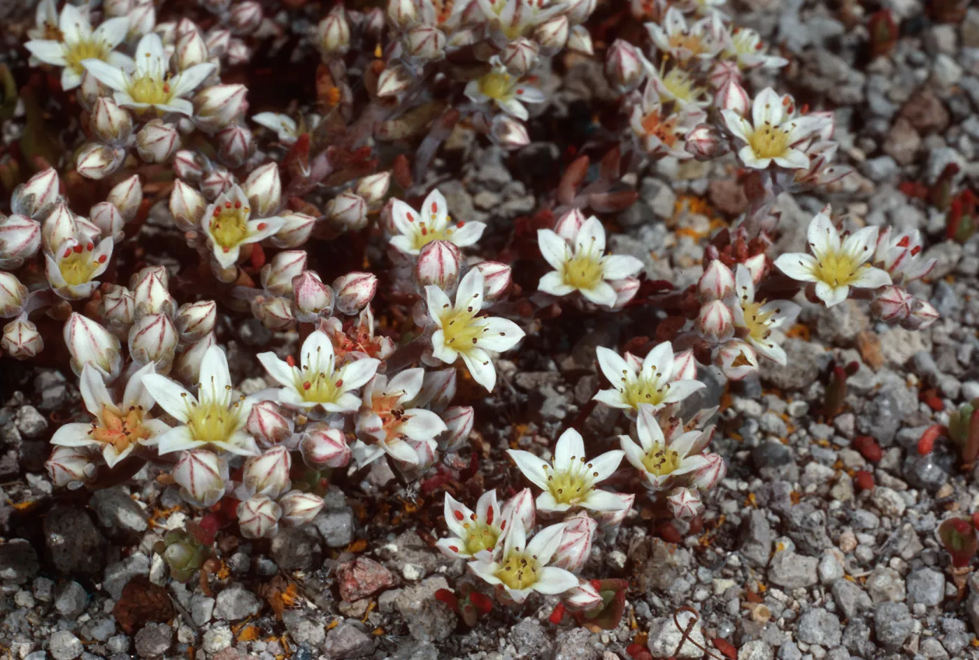 Dudleya blochmaniae insularis, Santa Rosa Island