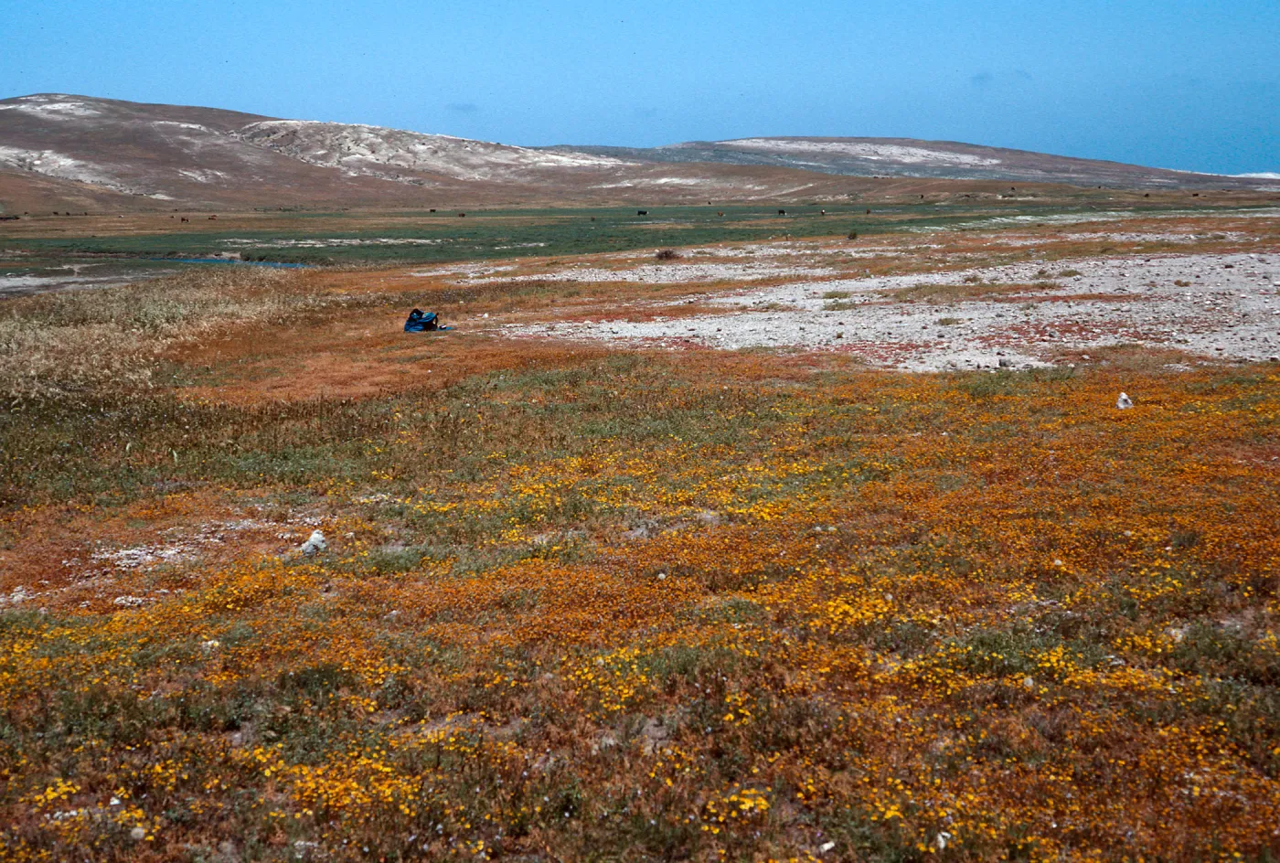 Dudleya blochmaniae insularis, South of Î” OAR, Santa Rosa Island