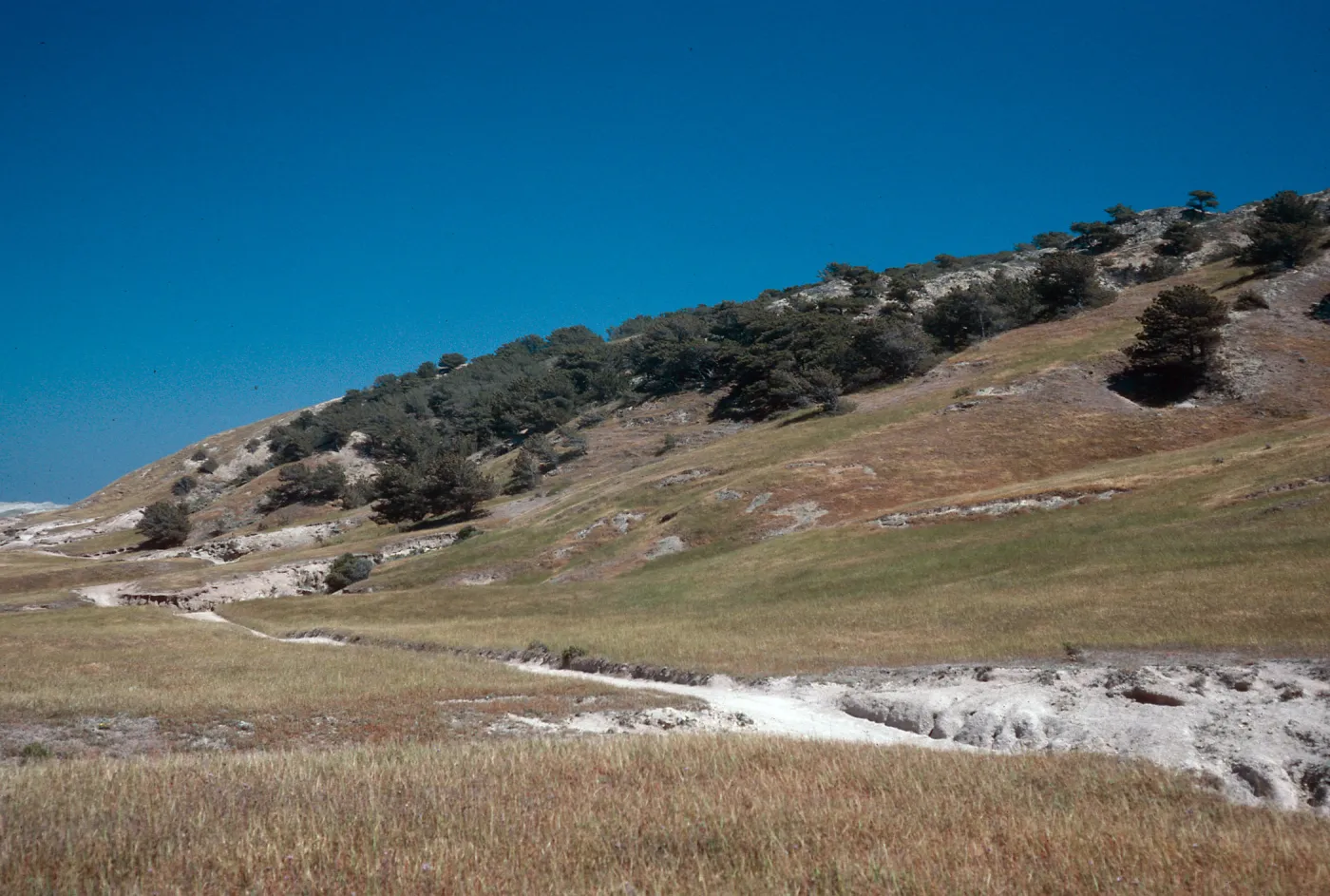Torrey Pines, Santa Rosa Island