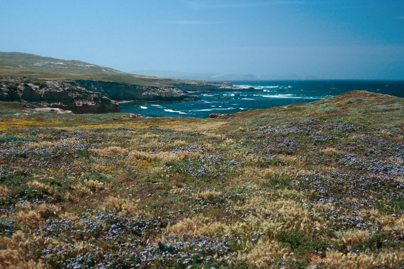 Phacelia, Lasthenia, dunes, West of Garanon Canyon, Santa Rosa Island