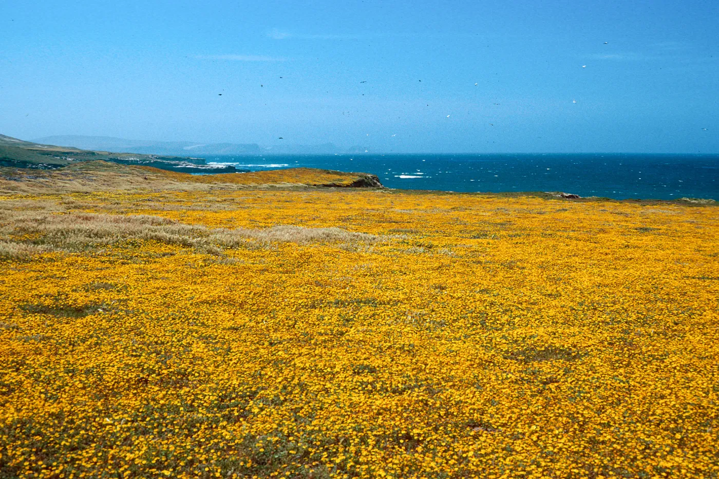 Lasthenia, West of Garanon Canyon, Santa Rosa Island