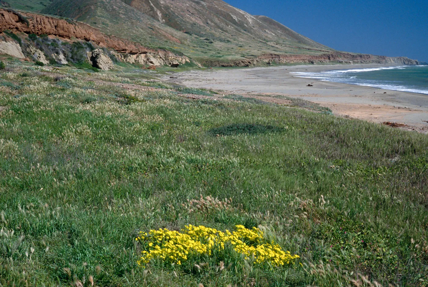 Oxalis pes-capre, SC-3575, Pozo Beach, Santa Cruz Island