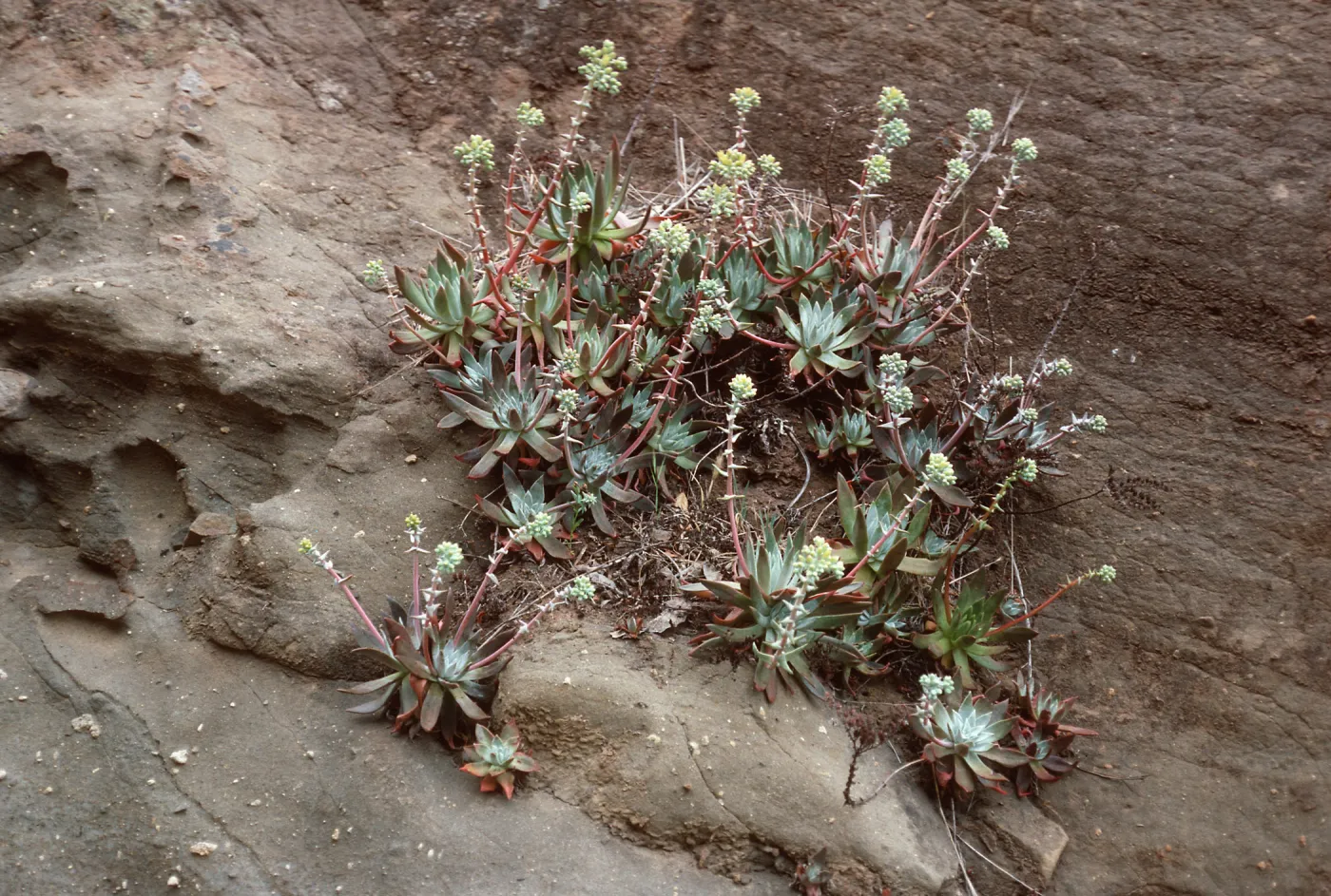 Dudleya greenei, East of Twin Harbor, Santa Cruz Island