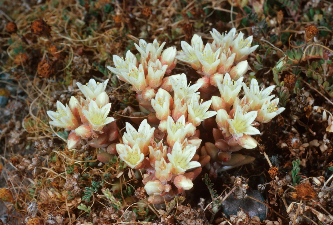 Dudleya nesiotica, Fraser Point, Santa Cruz Island
