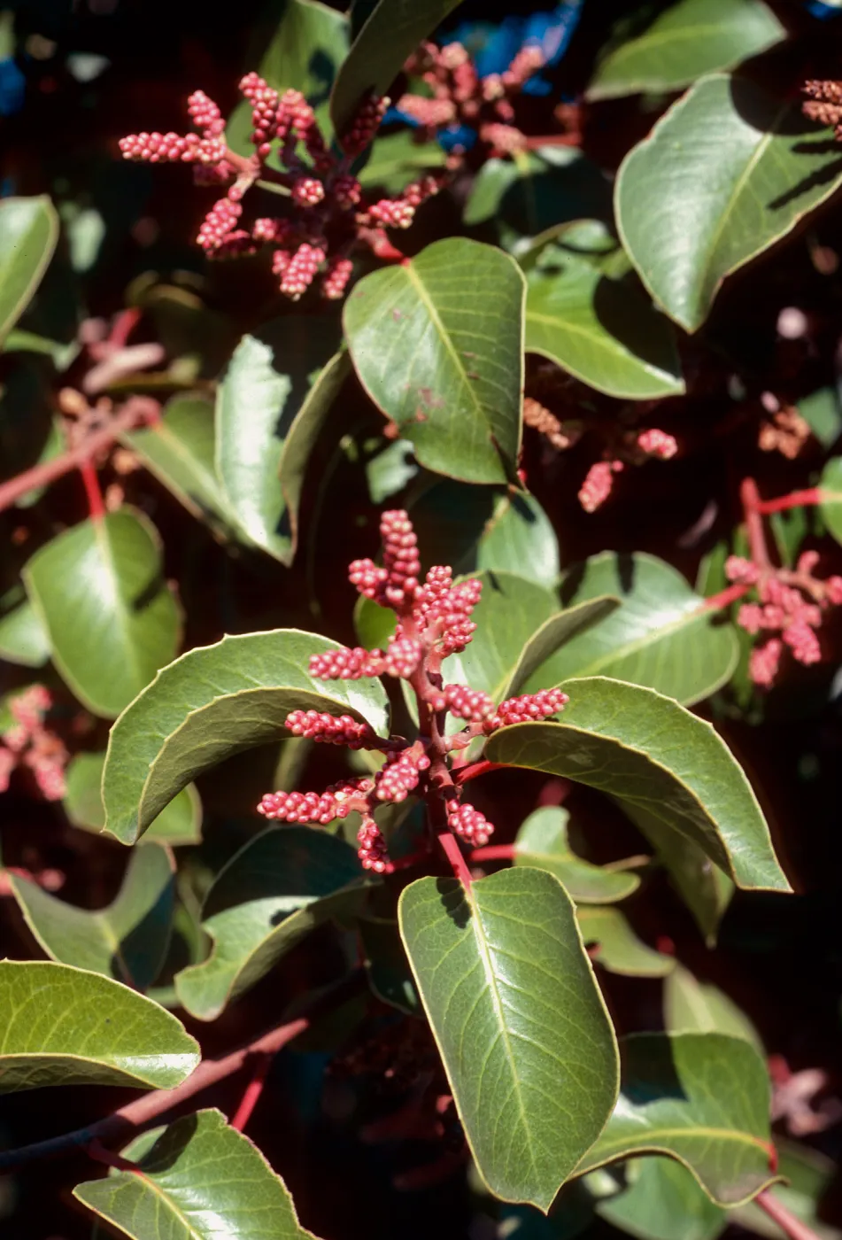 Rhus ovata, top of Portezuella grade, Santa Cruz Island