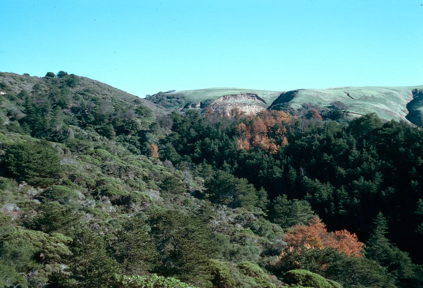 Eastern Pine forest, Santa Cruz Island