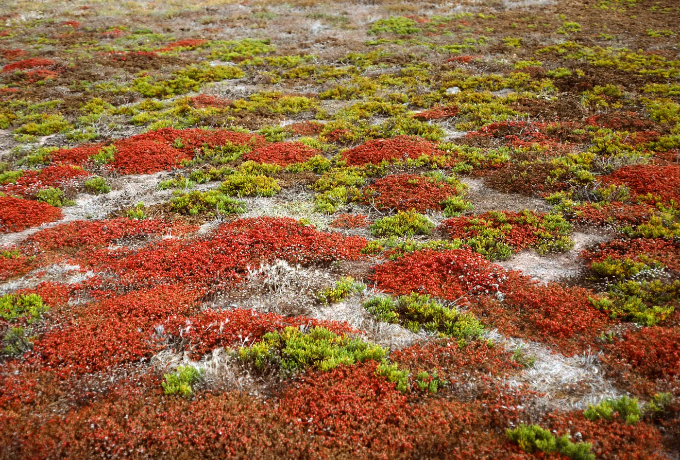 Mesembryanthemum crystallinum, Salicornia, Forneys Cove, Santa Cruz Island
