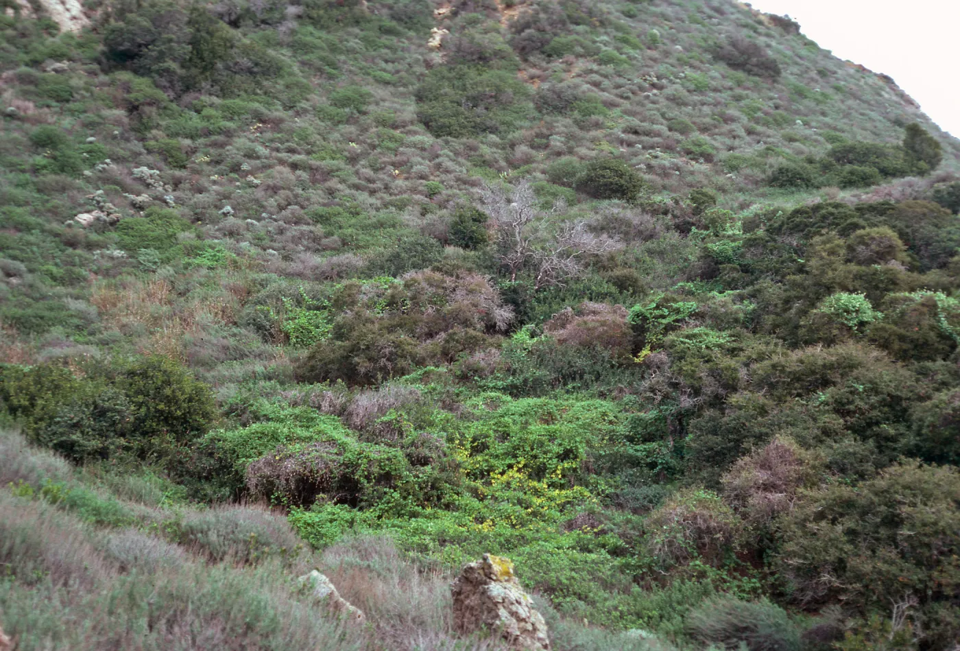 Coastal Sage Scrub, East of 3-Fork Canyon, East of Valley Anchorage, Santa Cruz Island