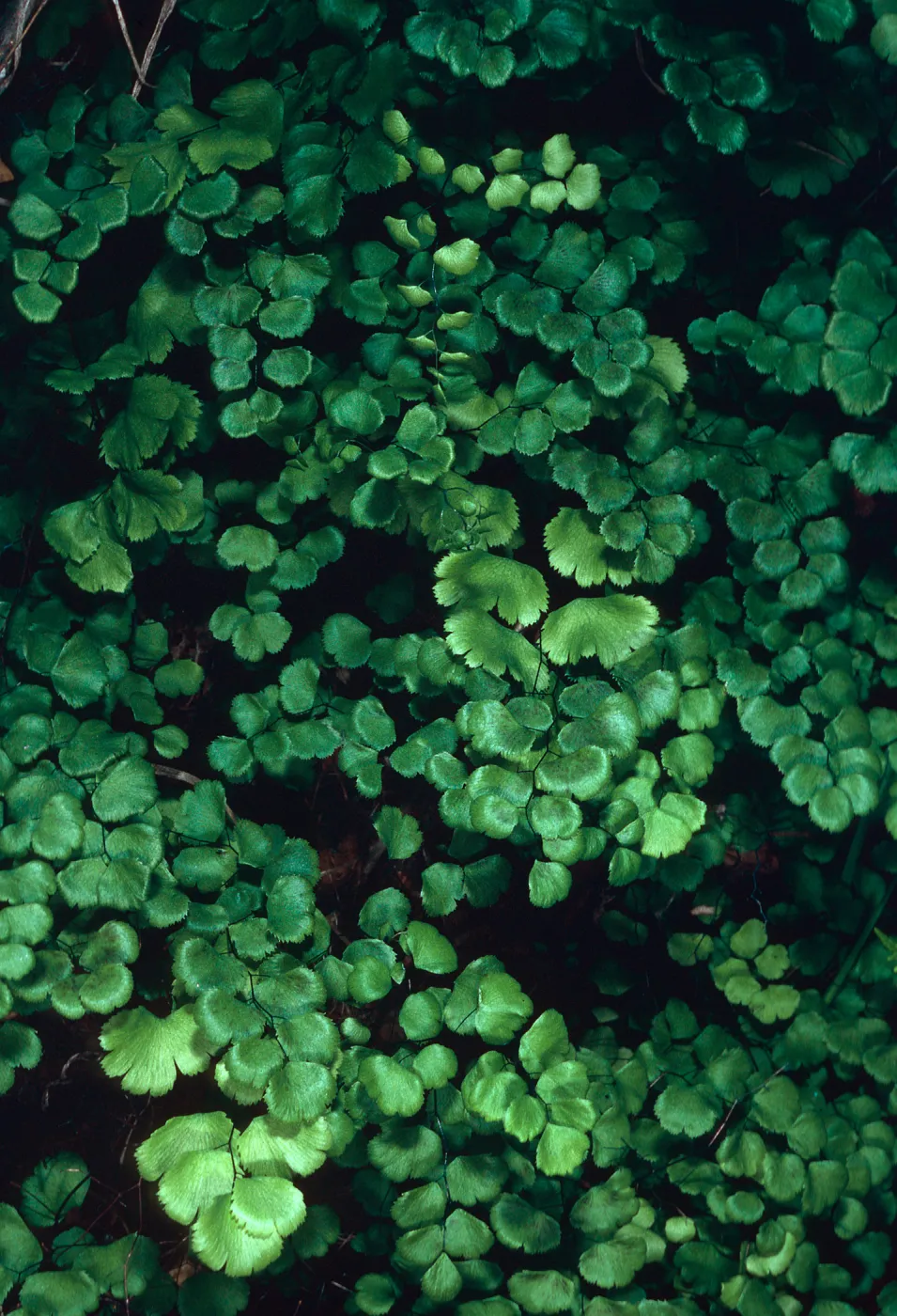Adiantum, West of Prisoners Harbor, Santa Cruz Island