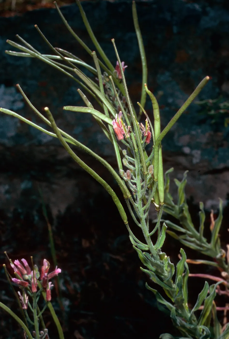 Arabis, North of Buena Vista, Santa Cruz Island