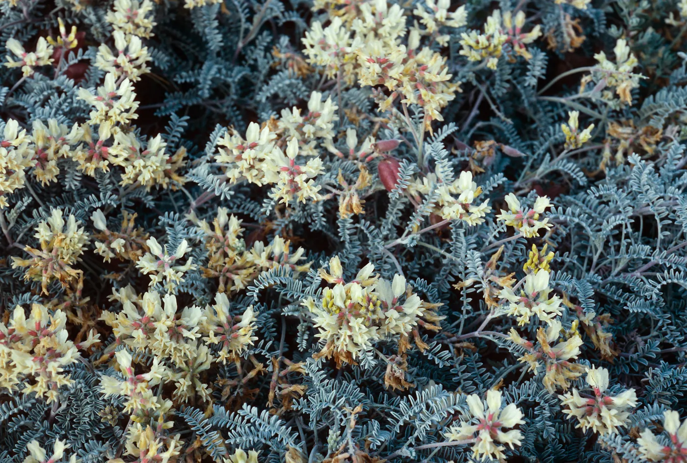 Astragalus miguelensis, Fraser Point peninsula, Santa Cruz Island