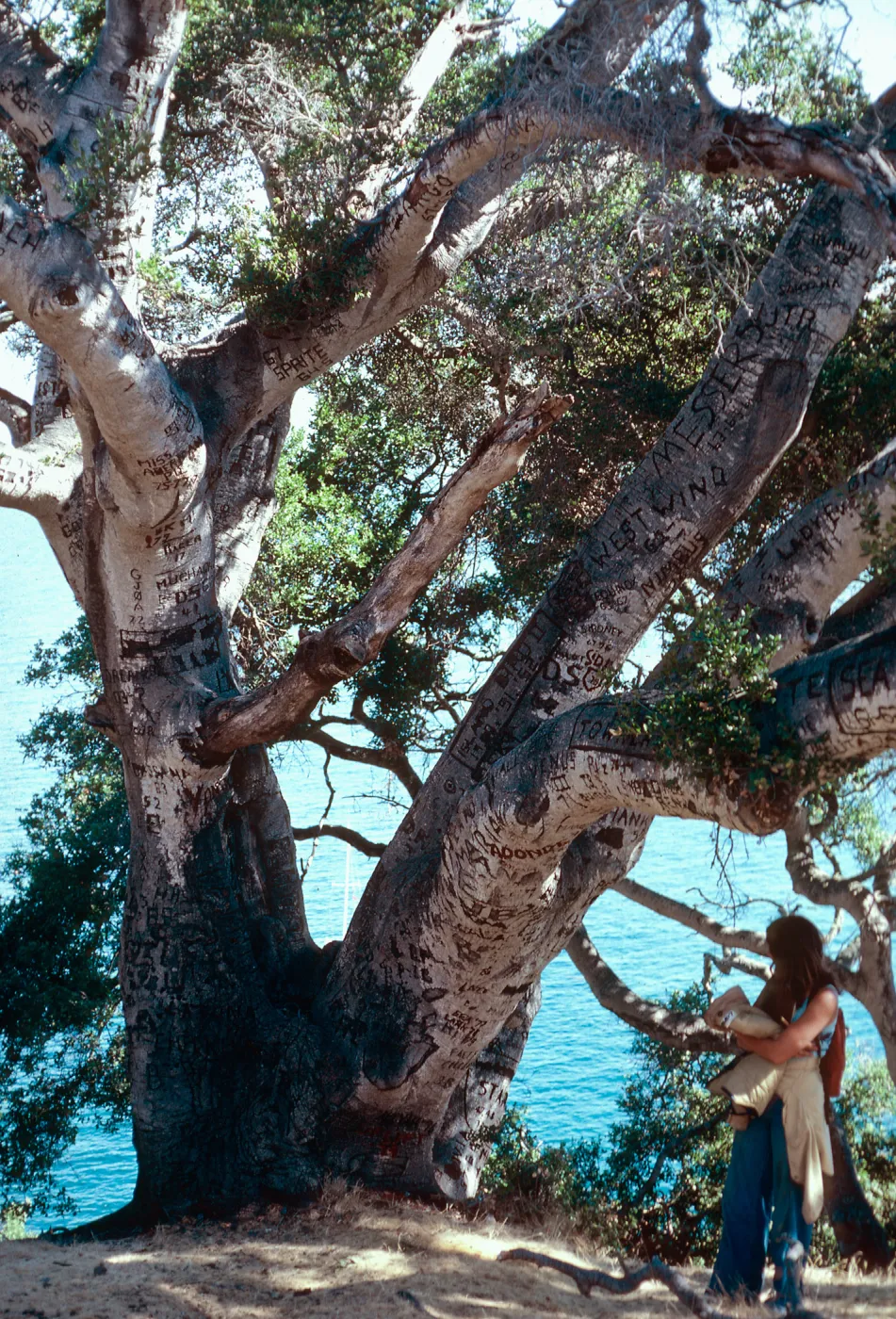 Autograph Tree, Pelican Bay, Santa Cruz Island
