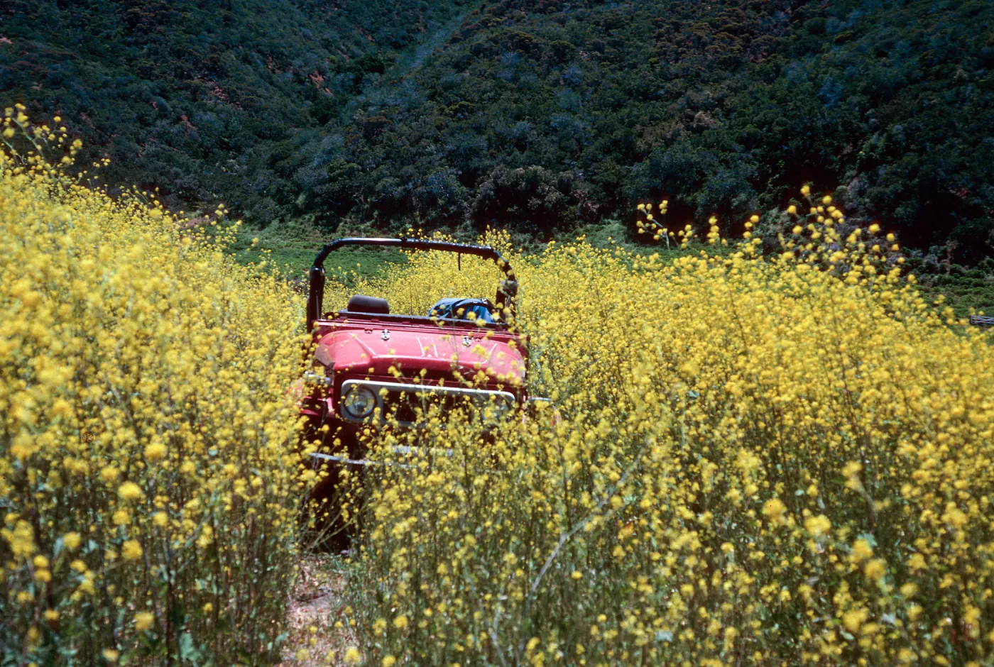 Brassica nigra, road to Valley Peak, Santa Cruz Island