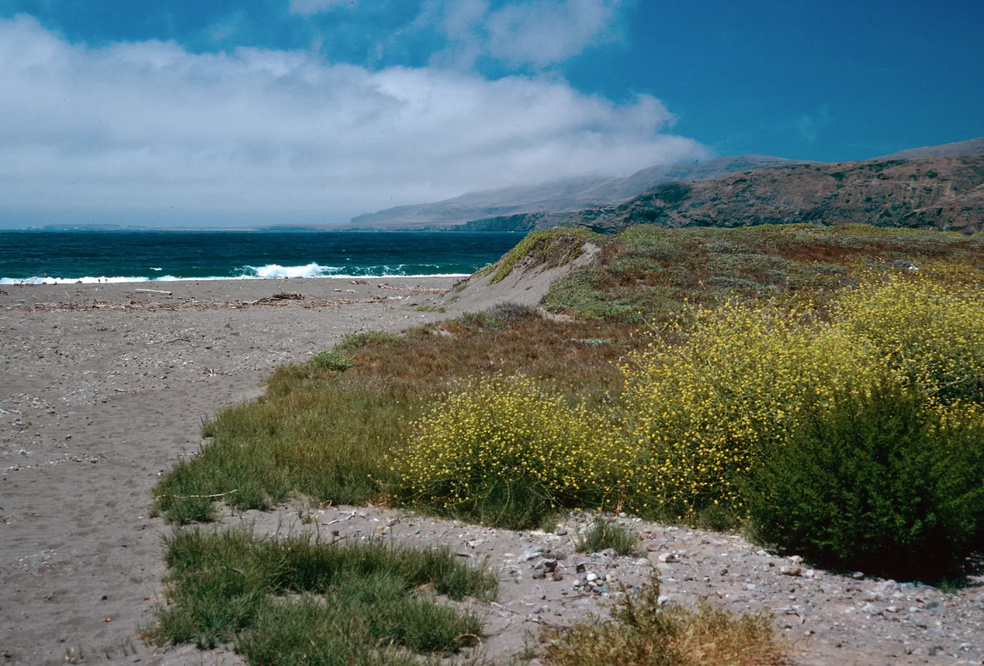Brassica geniculata, mouth of Christy Canyon, Santa Cruz Island