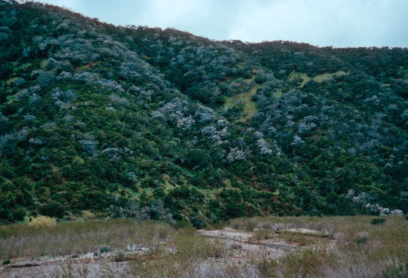 Ceanothus arboreus in chaparral, West of field station, Santa Cruz Island
