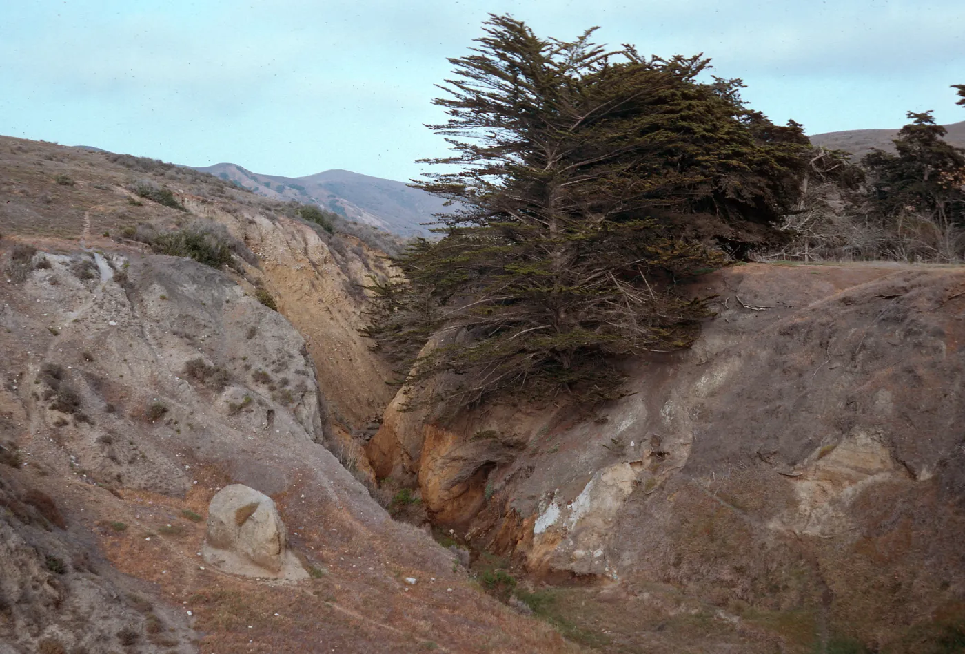 Cupressus, Sauces Canyon, Santa Cruz Island