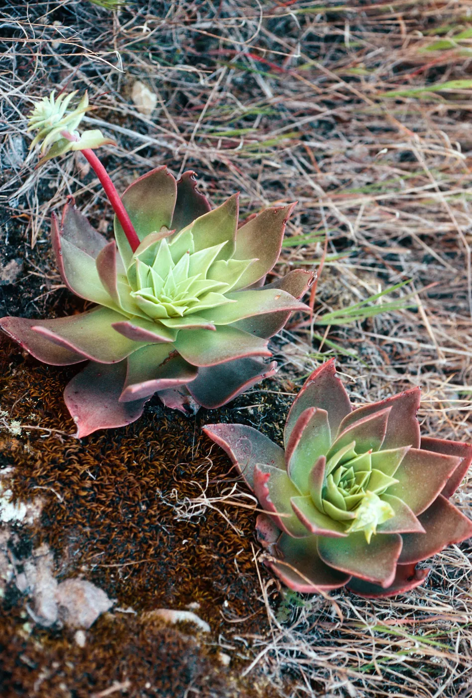 Dudleya candelabrum, Los Torres, N-facing side, Santa Cruz Island