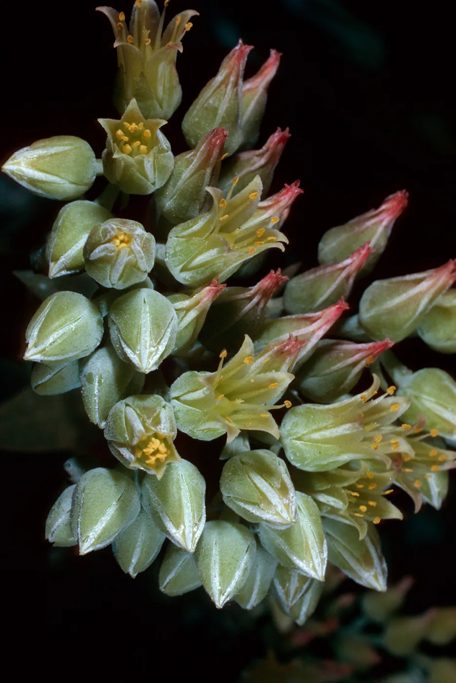 Dudleya candelabrum, SC-2740, Santa Cruz Island