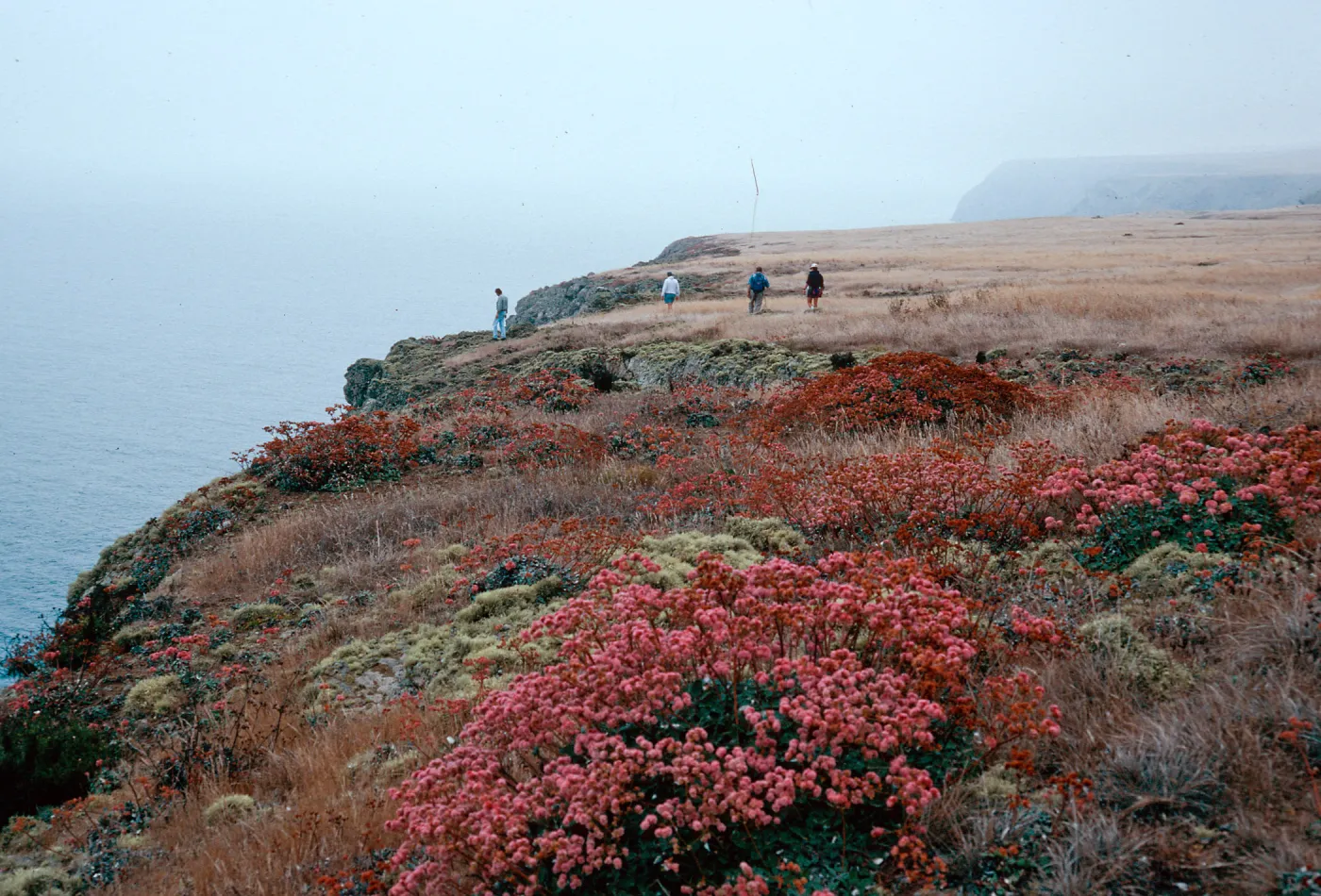 Eriogonum grande rubescens, blufftops, East of West Point, Santa Cruz Island