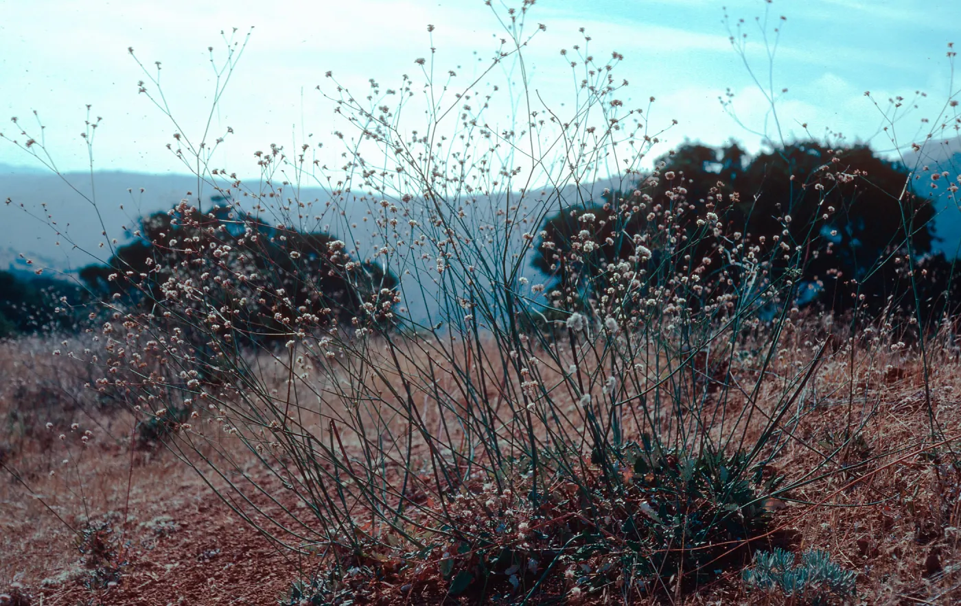 Eriogonum grande grande, South ridge, near Islay Canyon, Santa Cruz Island