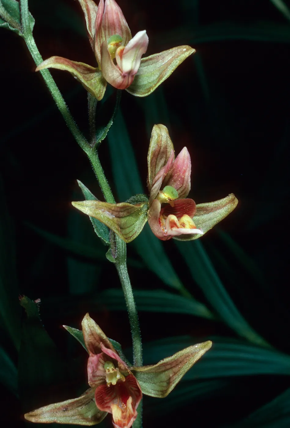 Epipactis gigantea, Cottonwood Canyon, Santa Cruz Island