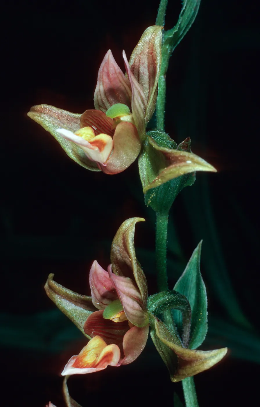 Epipactis gigantea, Cottonwood Canyon, Santa Cruz Island