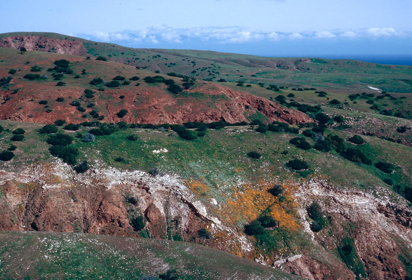 Eschscholzia Californica, Southeast end, Santa Cruz Island