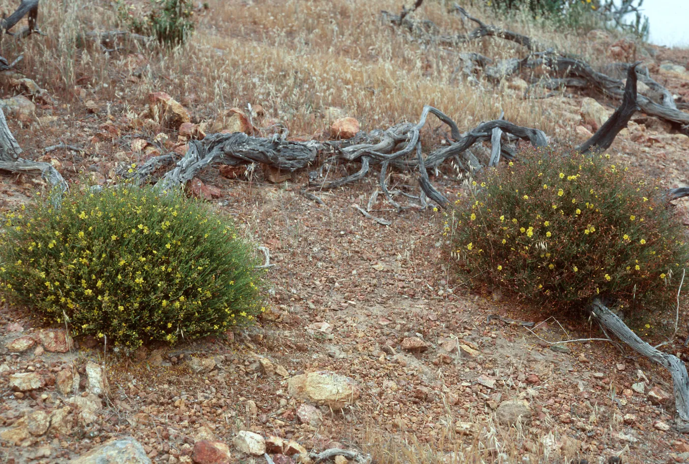 Helianthemum hybrid (L) + greenei (R), East of Twin Harbor, Santa Cruz Island