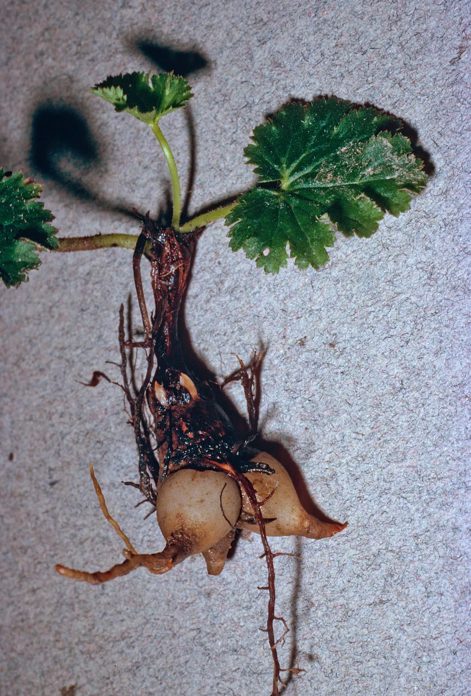 Jepsonia malvifolia, SC-3022, Santa Cruz Island