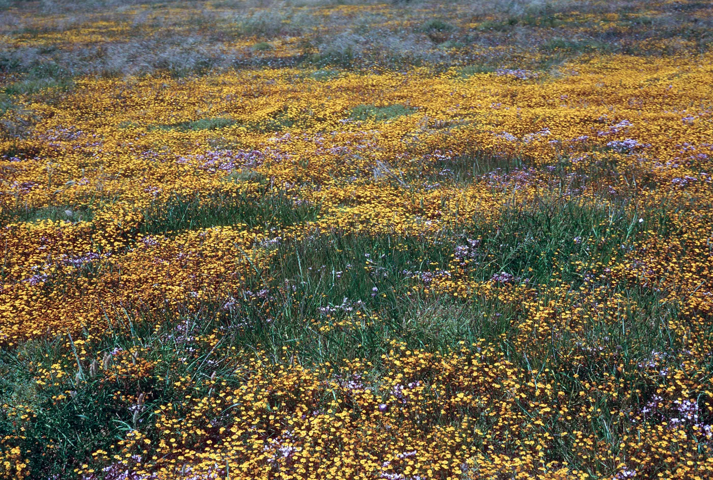 Lasthenia, Fraser Point, Santa Cruz Island