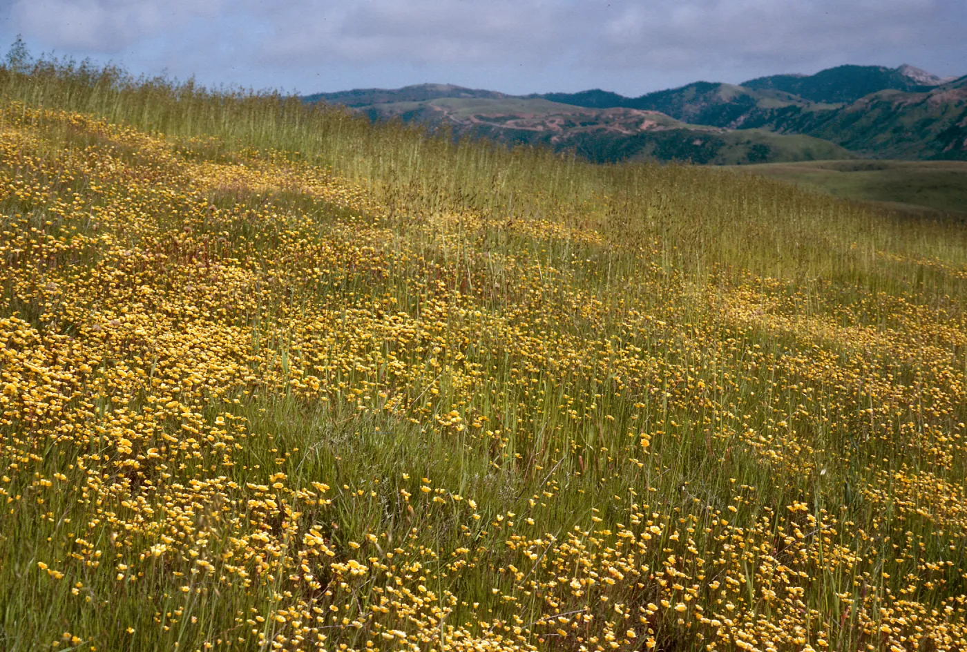 Layia, East end of road to Fraser Point, Santa Cruz Island