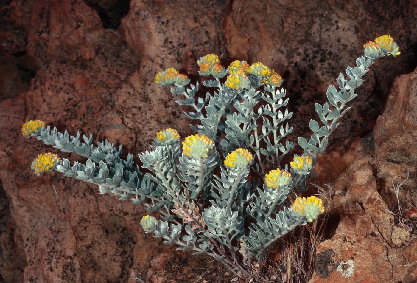 Lotus argophyllus nivens, canyon due North of Lyndals House, Santa Cruz Island